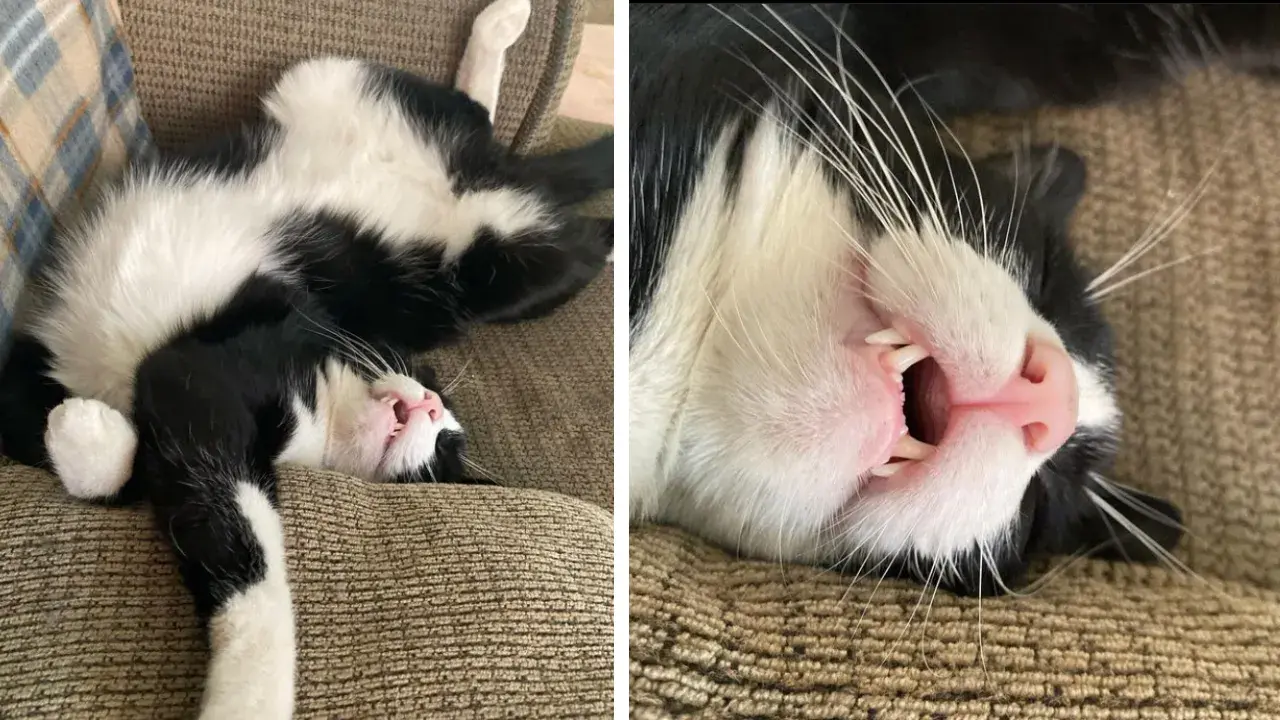 A furious lion on the beach... at least from his feline perspective.